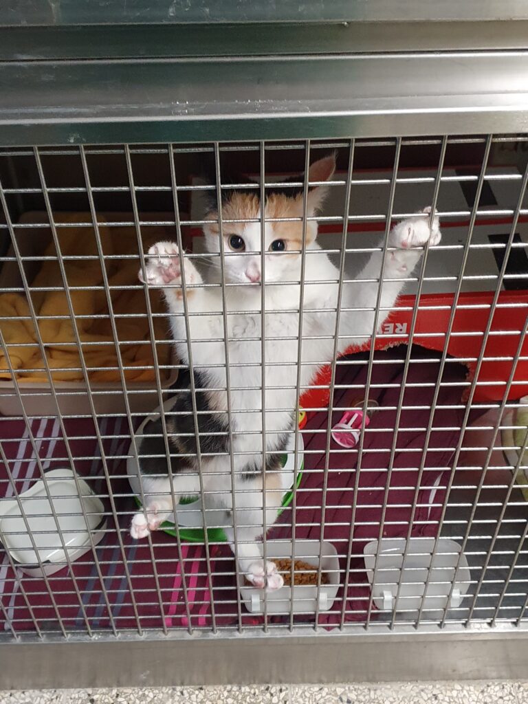 Haustier chippen - warum das so wichtig ist Katze im Tierheim