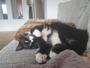 Katze auf dem Sofa