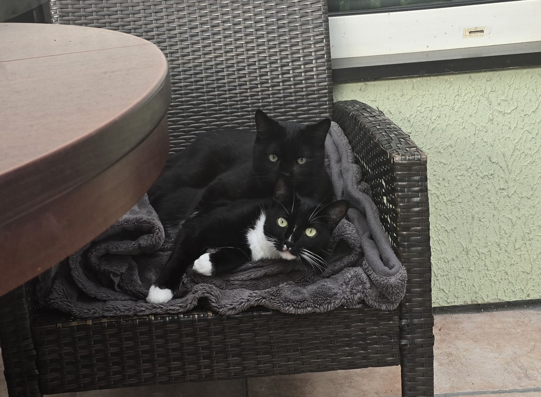 Zwei Katzen kuscheln auf einem Stuhl