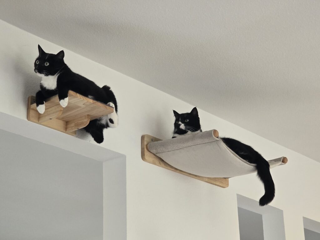 Katzen-Raufen: Spiel oder ernst? 20250418 142641