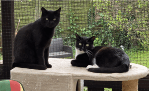 Zwei Katzen liegen auf einem Kratzbaum