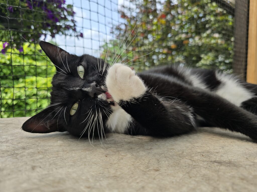Haustier chippen - warum das so wichtig ist 20250609 120048