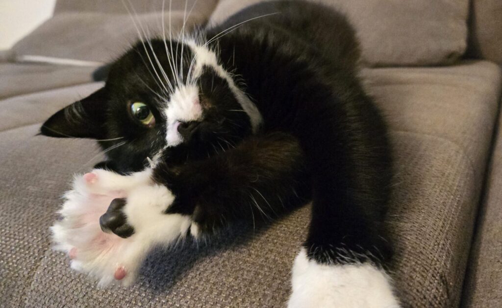 Haustier chippen - warum das so wichtig ist 20251015 175337