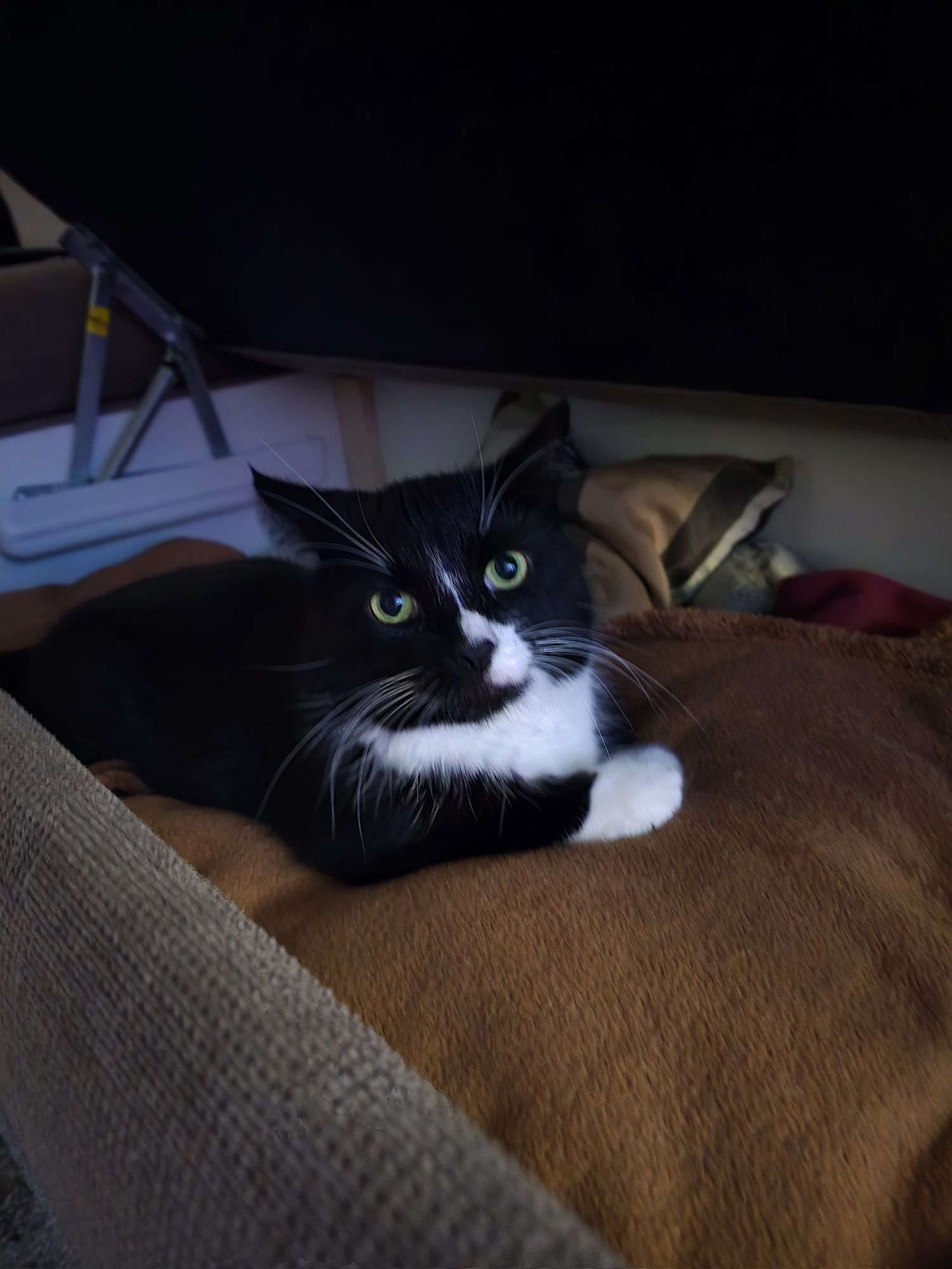 FIV Positiv – Was bedeutet das?