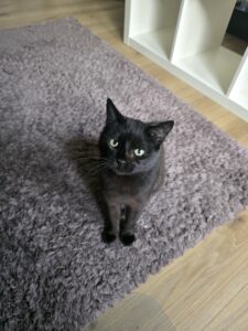 Flöhe bei Katzen – wie du sie erkennst & wieder loswirst 20251115 160408