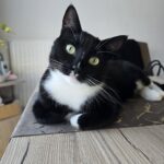 Schwarz-Weiße Katze liegt auf einem Tisch und schaut in die Kamera