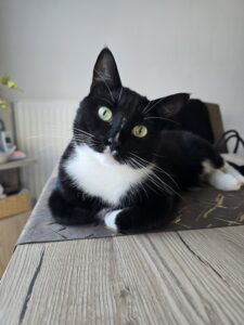 Schwarz-Weiße Katze liegt auf einem Tisch und schaut in die Kamera