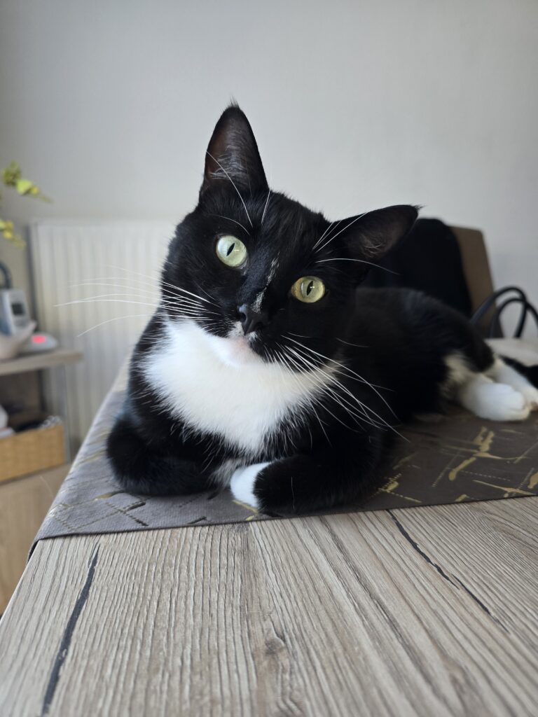 Schwarz-Weiße Katze liegt auf einem Tisch und schaut in die Kamera