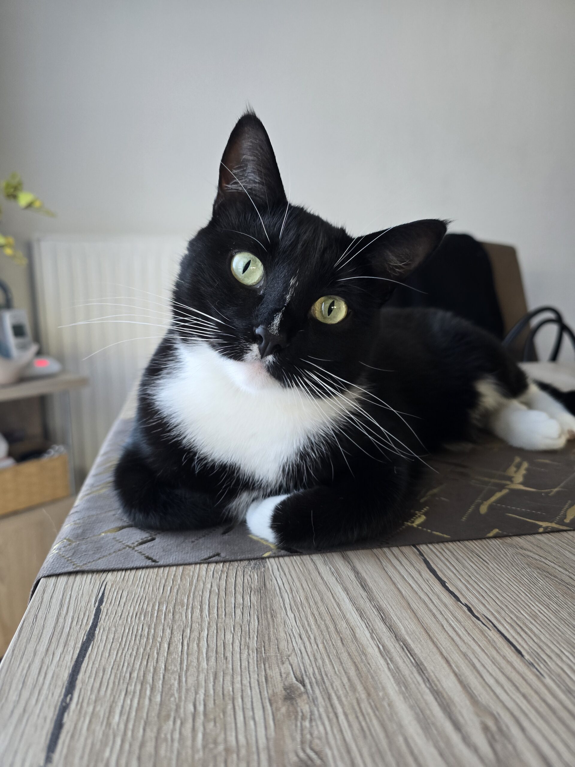 Schwarz-Weiße Katze liegt auf einem Tisch und schaut in die Kamera