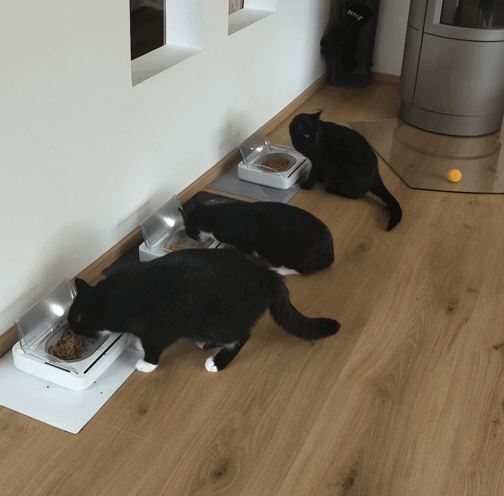 3 Katzen fressen an ihrem Futternapf