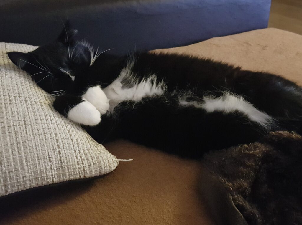 Katze auf dem Sofa