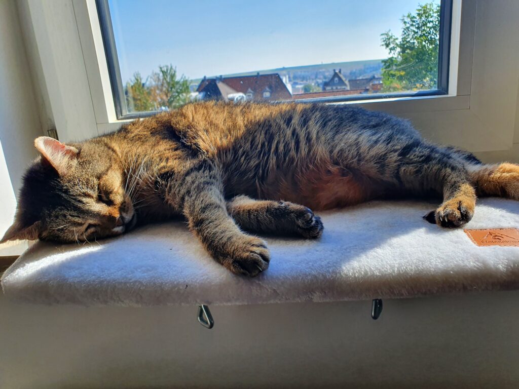 Getigerte Katze liegt auf der Fensterbank