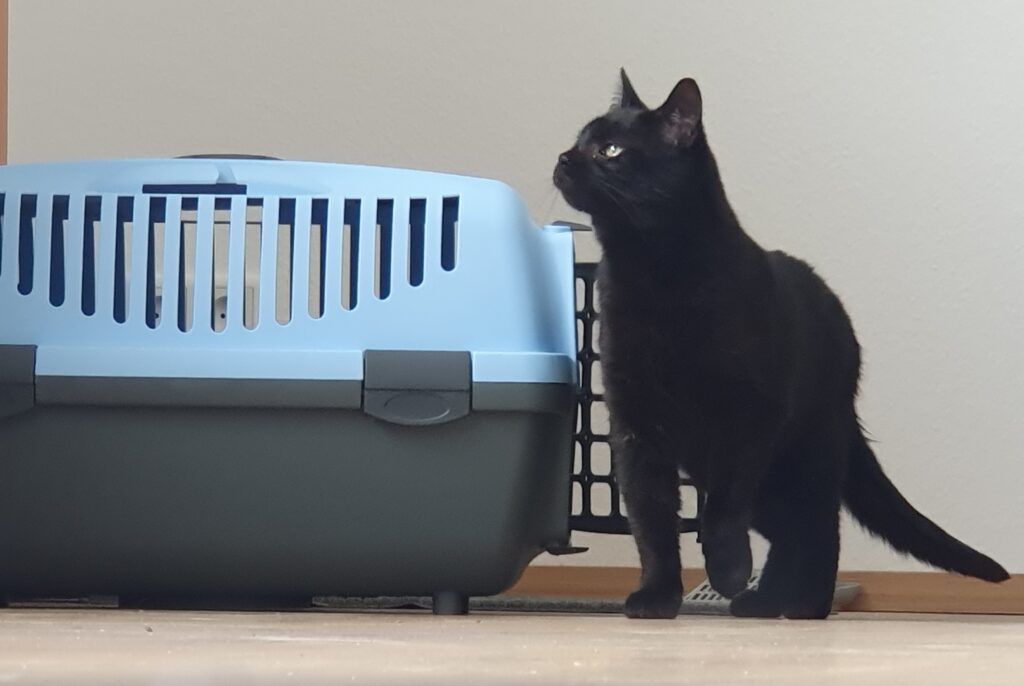 Schwarze Katze mit Transportbox