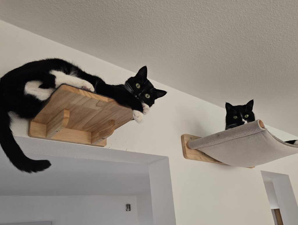 Katzen-Raufen: Spiel oder ernst? Zwei schwarze Katzen schauen in die Kamera