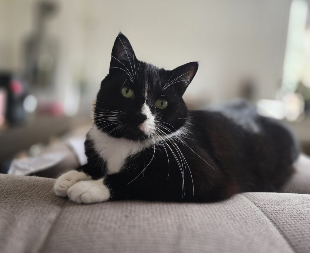 Schwarzweiße Katze auf dem Sofa schaut in die Kamera