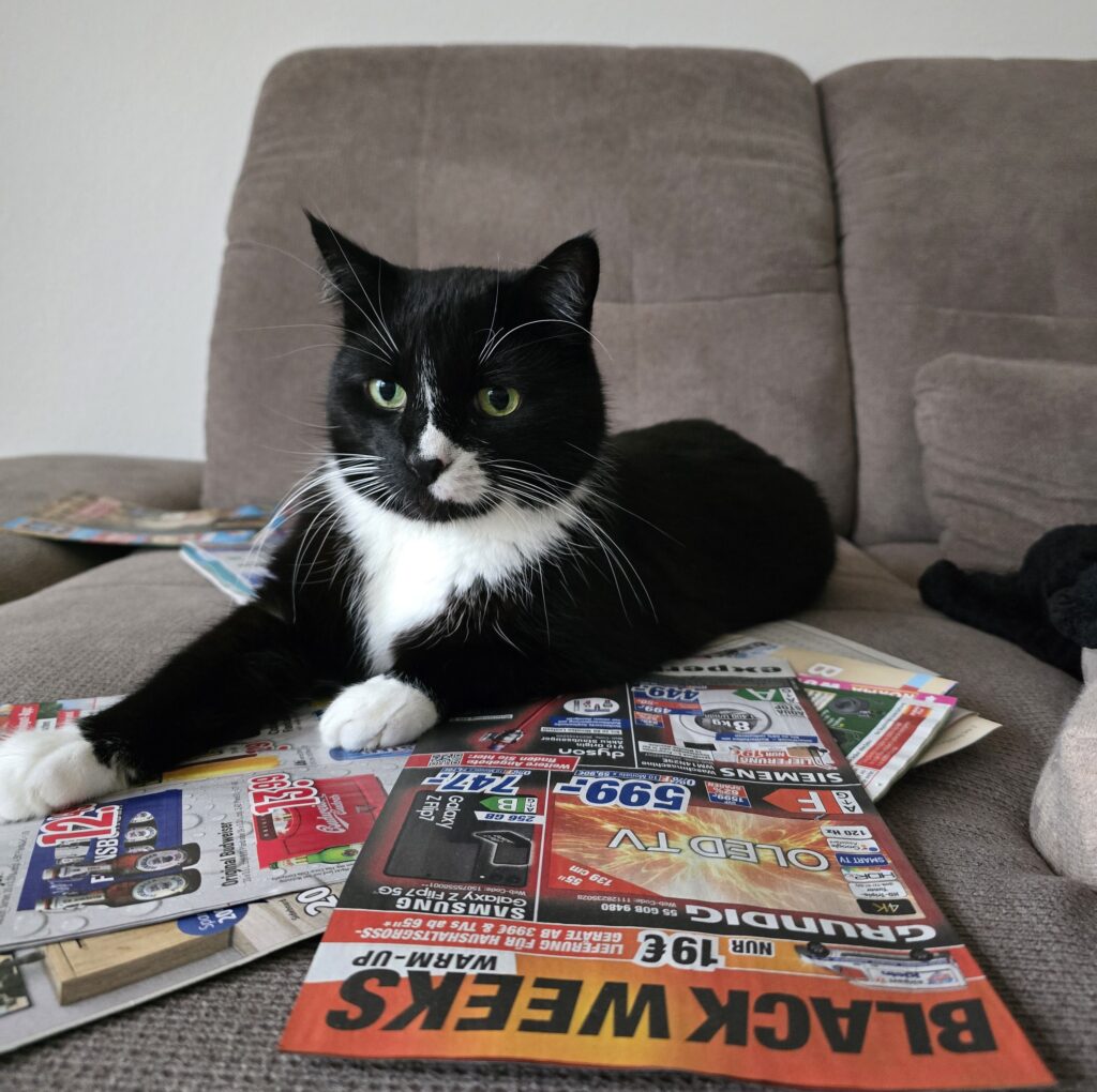 Schwarze Katze auf dem Sofa