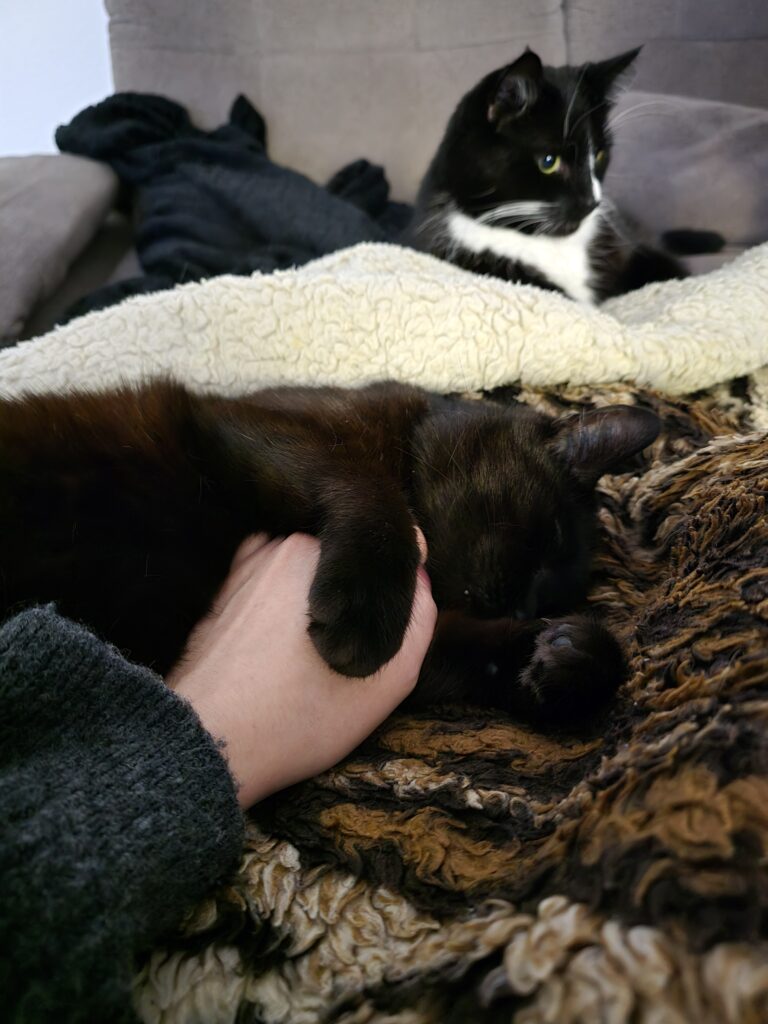 Schwarze Katze kuschelt
