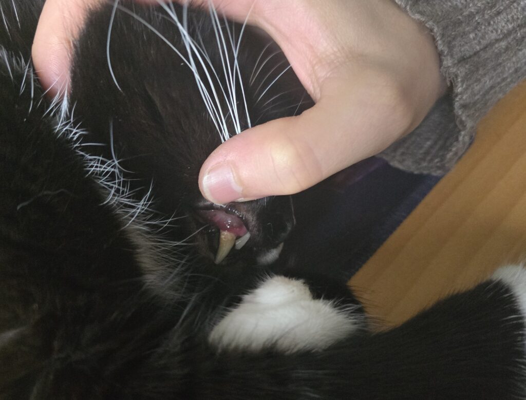 Zahn einer Katze mit Entzündung