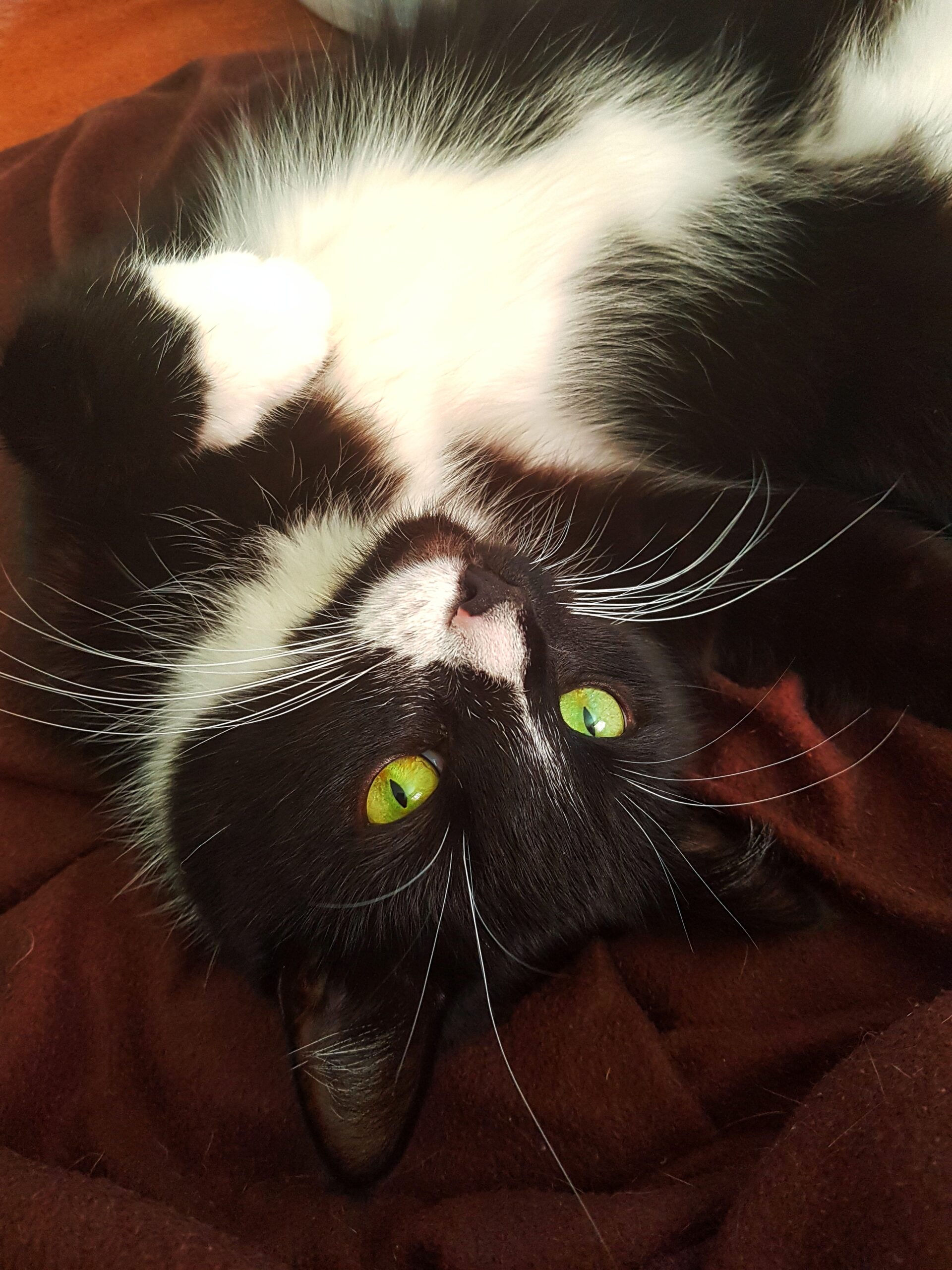 Kastration von Katzen