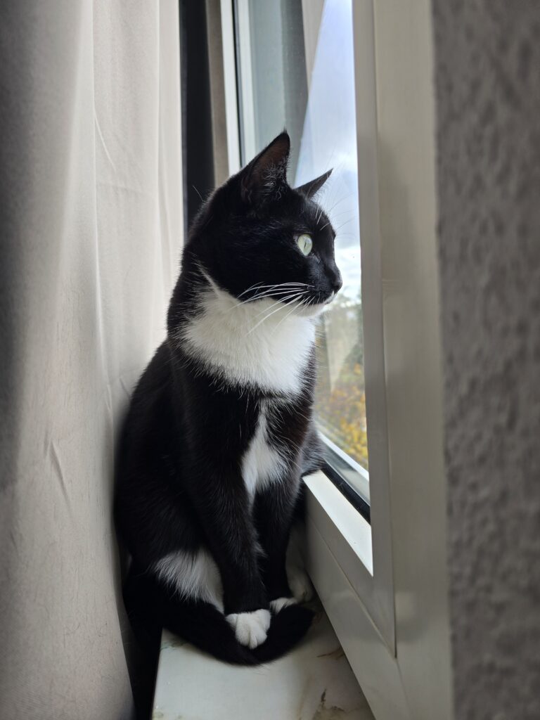 Schwarze Katze schaut aus dem Fenster