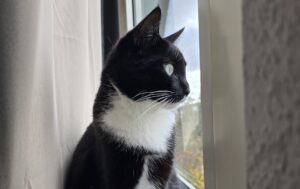 Schwarze Katze schaut aus dem Fenster