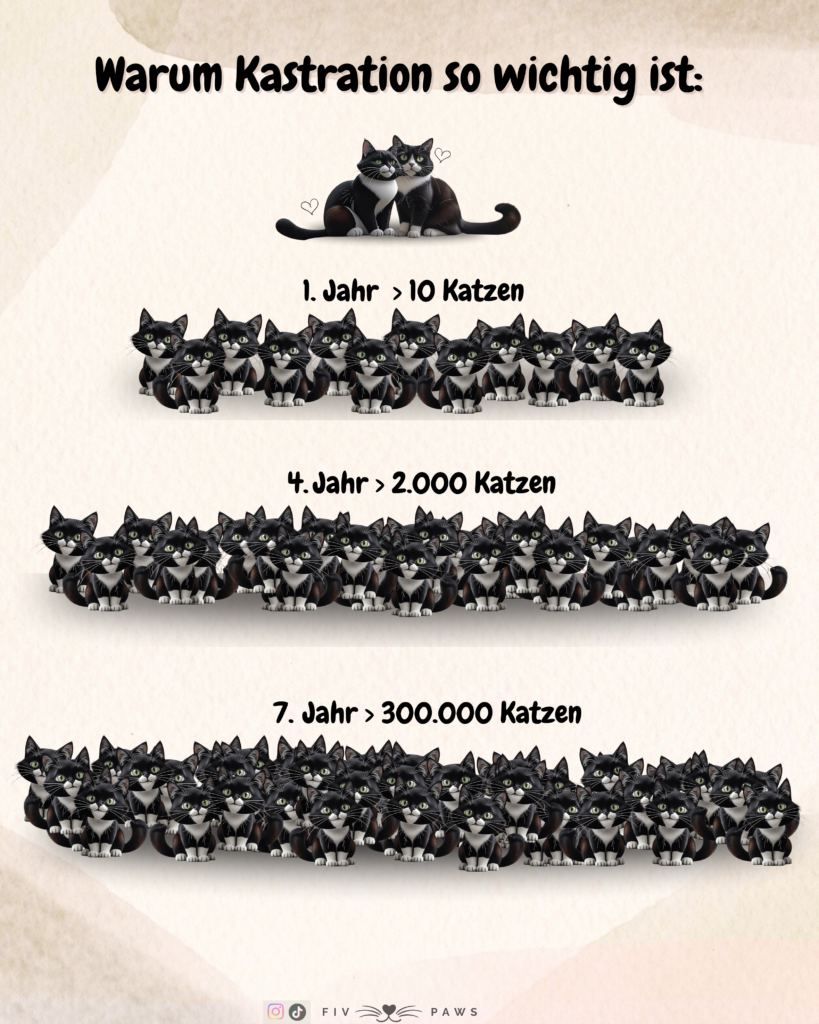 kastration katze vermehrung kastrationspflicht