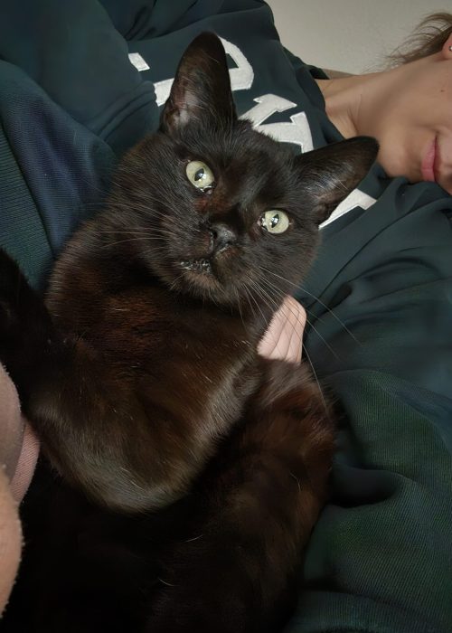 Schwarze Katze auf dem Arm einer Frau